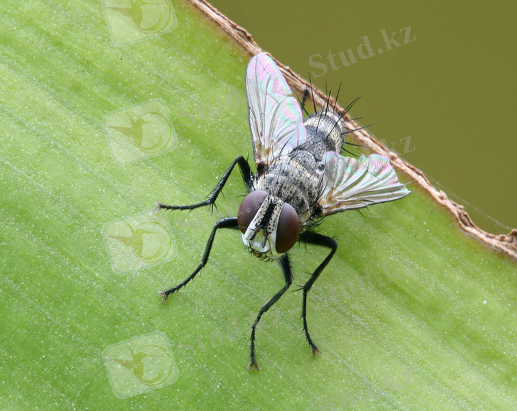 Картинки по запросу Tachinidae.
