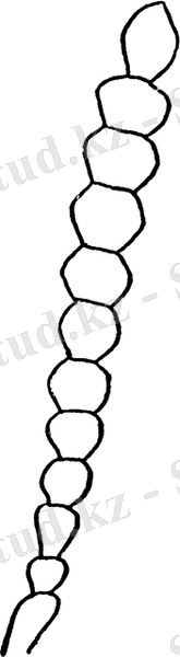 Картинки по запросу moniliform antennae