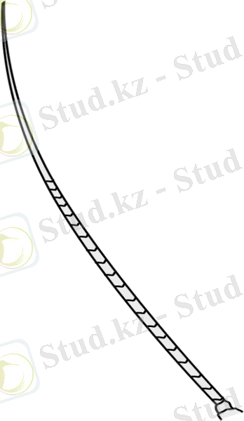 Картинки по запросу setaceous antennae insects