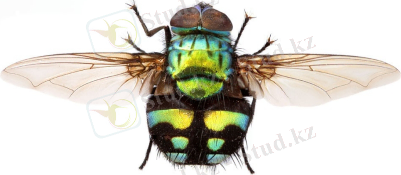 Картинки по запросу Diptera