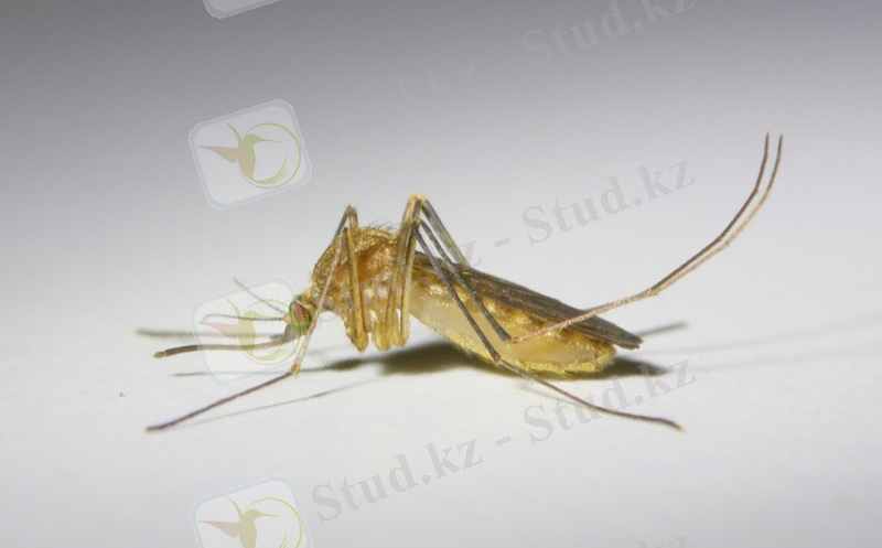 Картинки по запросу Nematocera.