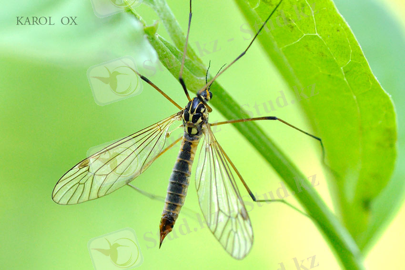 Похожее изображение