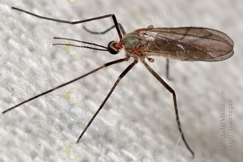 Картинки по запросу Cecidomyiidae.