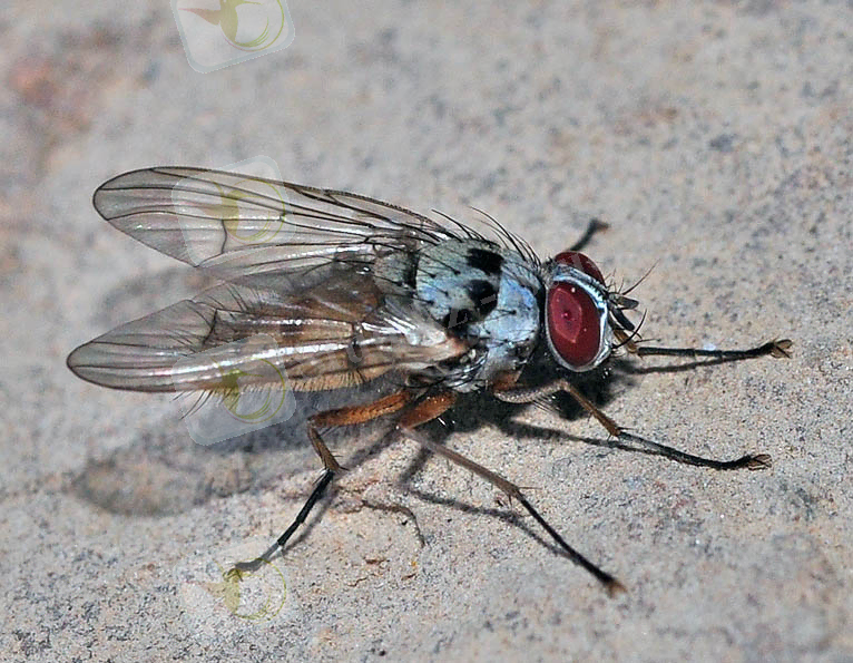 Похожее изображение