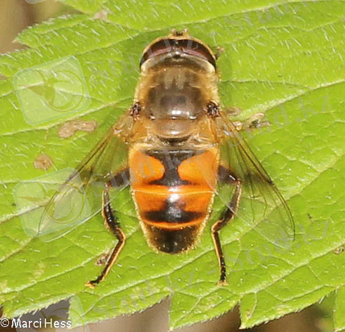 Картинки по запросу Syrphidae