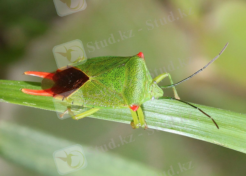 Картинки по запросу бақашық қандала