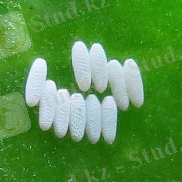 Картинки по запросу "Pegomyia hyosciami larva"