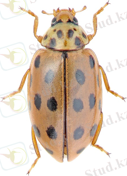 Картинки по запросу "Bulaea lichatschovi Humm"