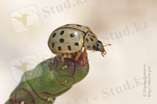 Картинки по запросу "Bulaea lichatschovi Humm"