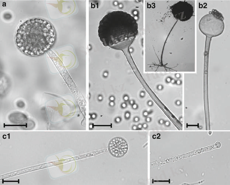 2 Light microscopic images of asexual reproductive structures of zygomycetes. (a) sporangium with endogenous mitospores (Mucor circinelloides); (b1) apophysate sporangium of Rhizopus arrhizus; (b2) remaining columella after spore release of R. arrhizus; (b3) Sporangium of R. arrhizus arising opposite rhizoids; (c) Sporangium and columella of Umbelopsis isabellina, a fungus of the phylogenetic basal family Umbelopsidaceae (4). Scale bar: (a-b) 20 mm; (c) 10 mm