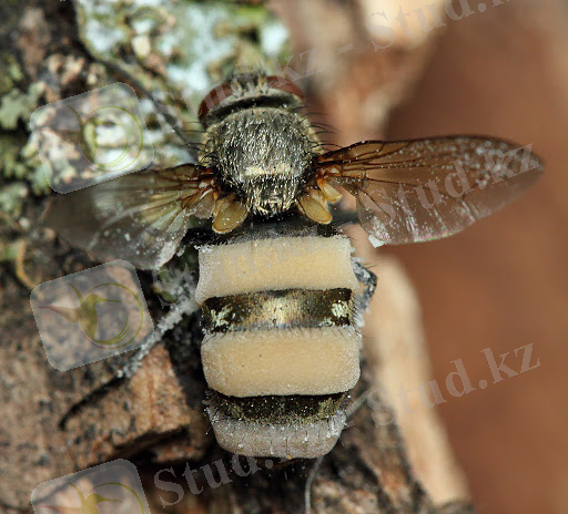 Картинки по запросу "энтомофтора"