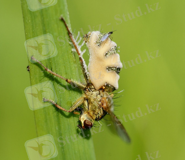 Картинки по запросу "энтомофтора"