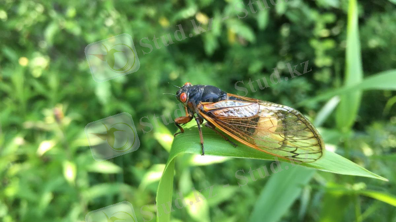 Картинки по запросу "Massospora"