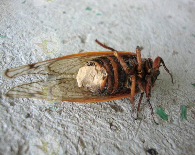 Картинки по запросу "Massospora"