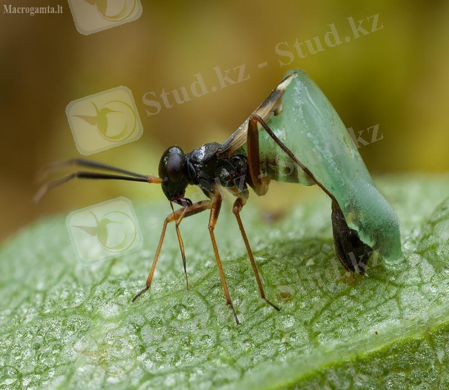 Картинки по запросу "Entomophthora Erupta"