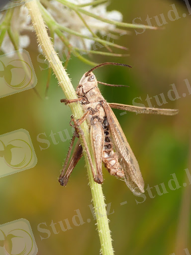 Картинки по запросу "Entomophthora Grylli"