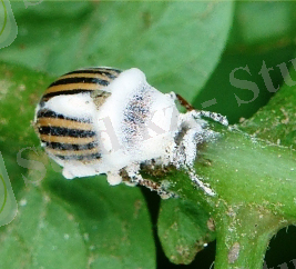 Картинки по запросу "гриби боверия"