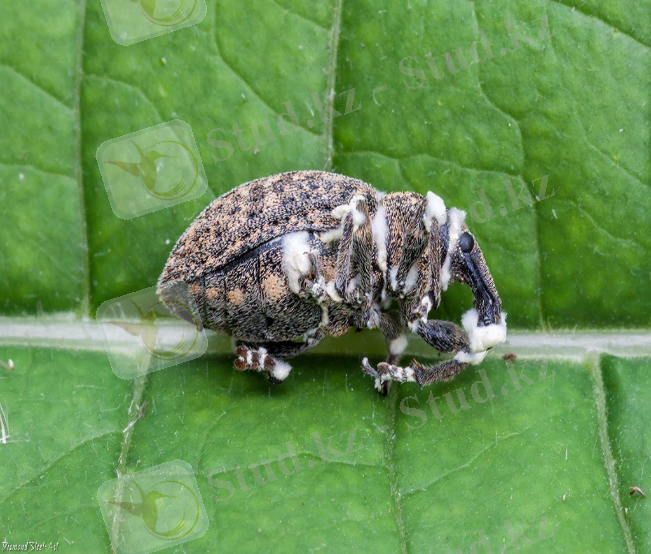 Картинки по запросу "гриби боверия"