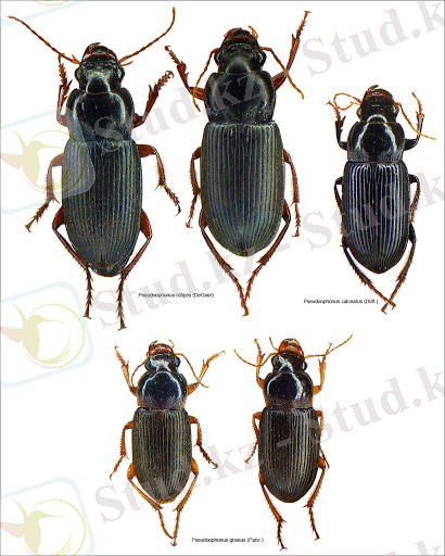 Картинки по запросу "Ophonus calceatus"