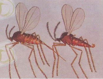 Картинки по запросу "Stenodiplosis panici Rodd"