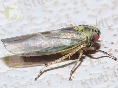 Картинки по запросу "Macrosteles Laevis"