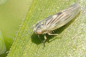 Картинки по запросу "Macrosteles Laevis"