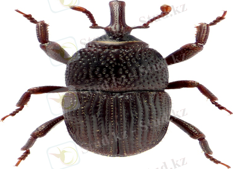 Картинки по запросу "Sitophilus granaries"