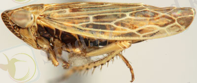 Картинки по запросу Psammotettix striatus