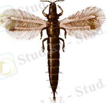 Картинки по запросу Haplothrips tritici