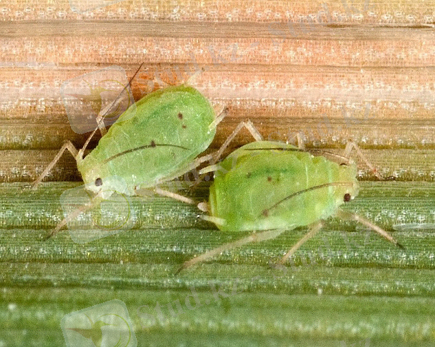 Картинки по запросу Schizaphisgraminum