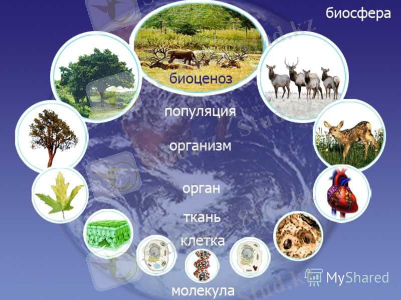 Картинки по запросу онтогенез қазақша слайд