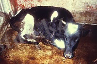Rinderpest milk fever.jpg