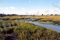 Salt-marsh Chidham 5.2.2003.jpg