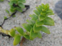 Honckenya peploides detail.jpeg